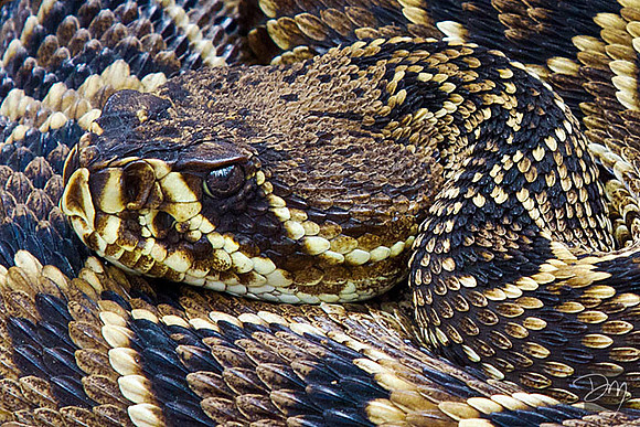 Rattlesnake Face