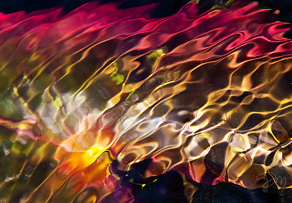 Submerged Lilipad Alight