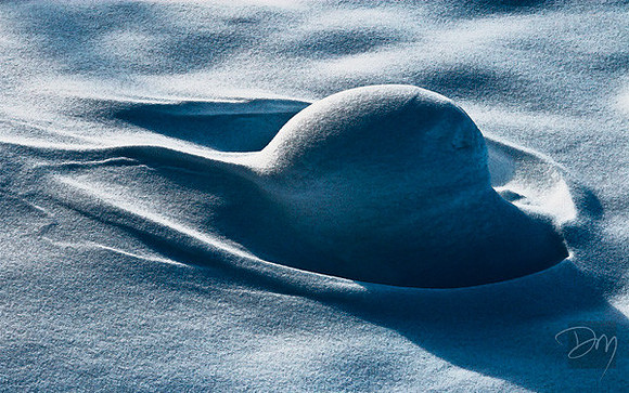 Trilobite in Snow