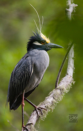 Yellow-crowned Night Heron Acrest