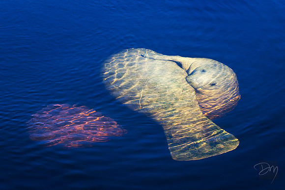Manatee Lovers