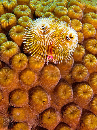 Christmas Tree Worm Feathers
