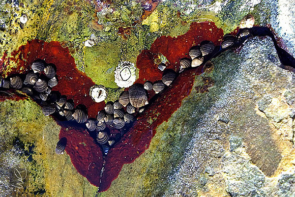 Tidepool_Snails_258-lg