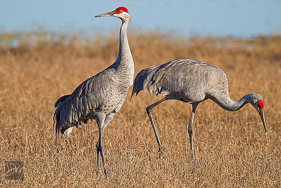 Sandhill_Cranes_Lg_0562