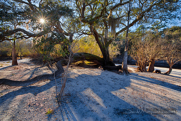 Fallen_Live_Oak