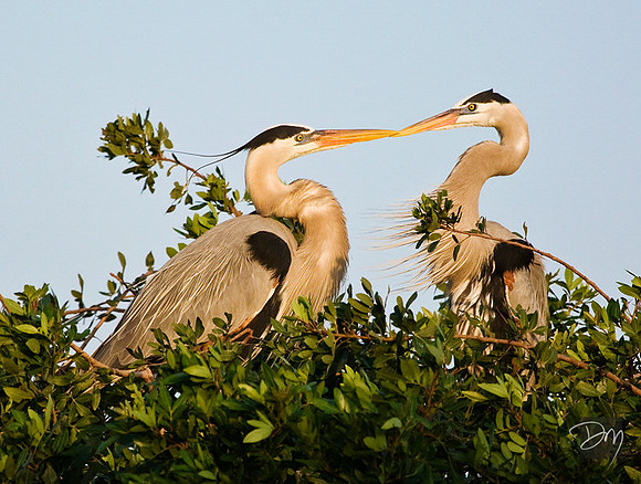 Great Blue Lovers