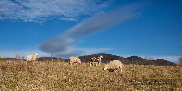 Farm-5535