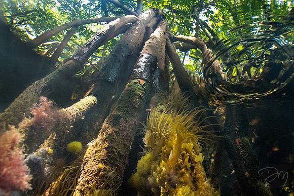 Mangrove Root Ecosystem