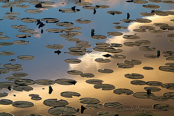 Dotted Sky