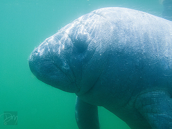 Manatee_Crystal_River