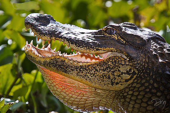 Smiling Gator