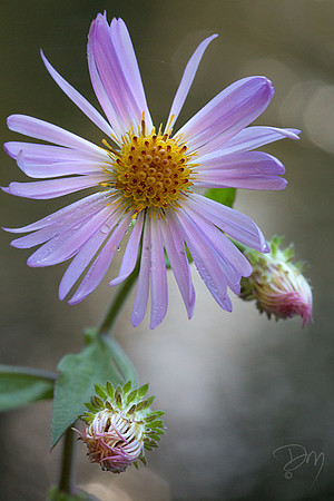 Swamp_Aster_Portrait