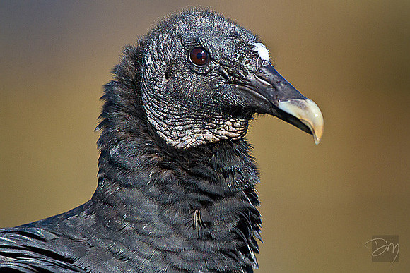 Black Vulture