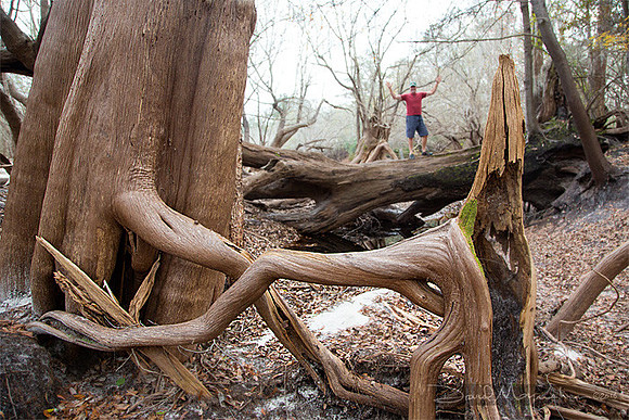 Jacques_on_Tree