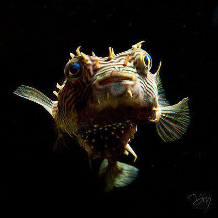 Burrfish