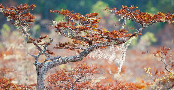 Dwarf Cypress