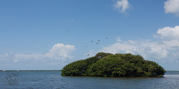Mangroves&Frigates