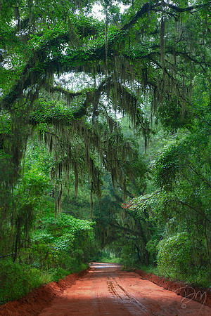 Canopy Road