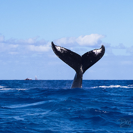 Whale of a Tail