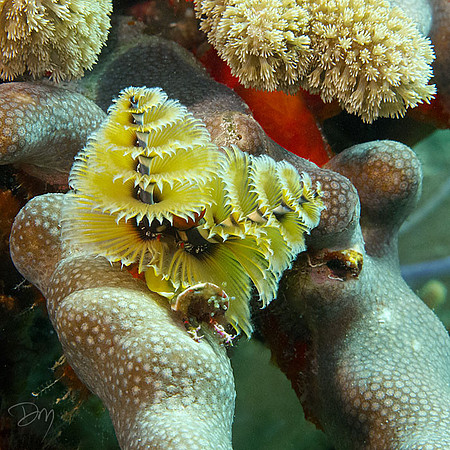 Xmas_Tree_Worms_Finger_coral-lg