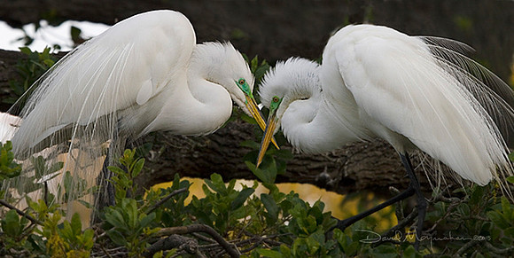 Great Egret Lovers