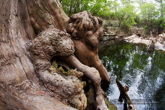Gnarly_Details