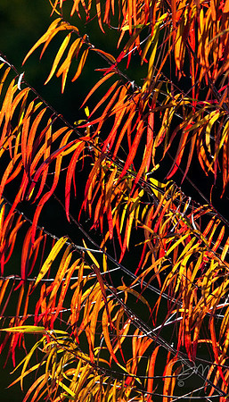 Willow Fire