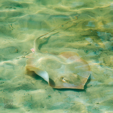 Southern Stingray
