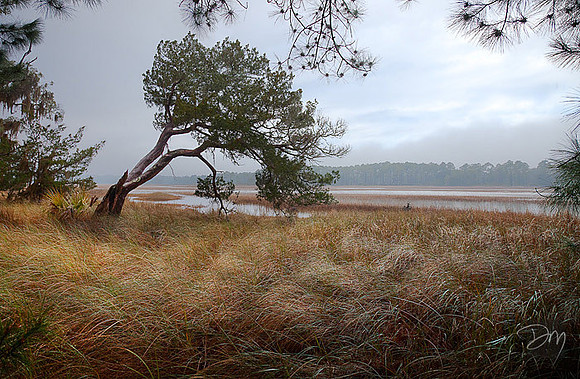 Leaning into the Marsh
