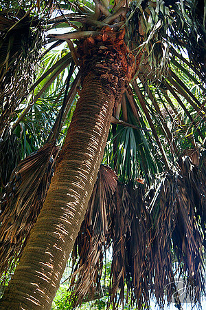 Texture of Cabbage Palm