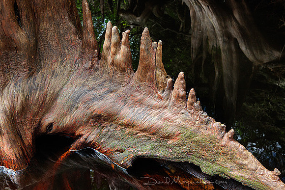 Knee_Ridge