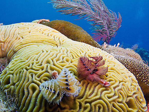 Brains behind the Reef