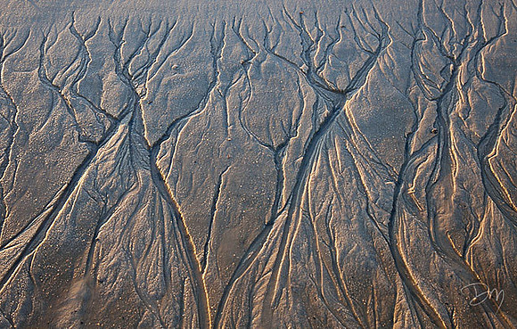 Sand Trees