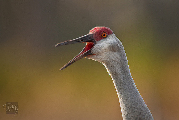 Sandhill Calling