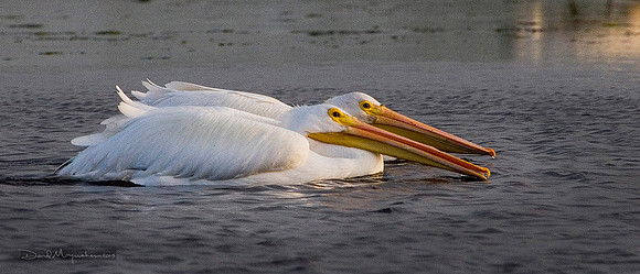 White Pelican Pair