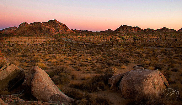 Joshua Tree National Park Vista