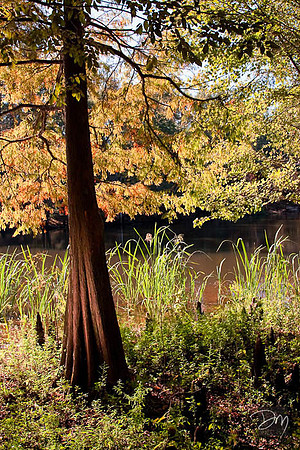 Fall Cypress