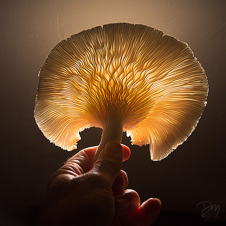 Backlit Oyster Mushroom