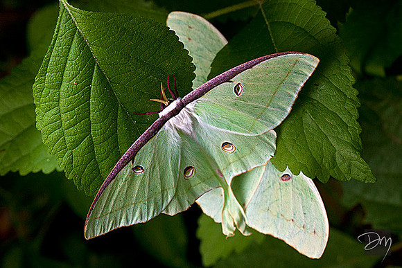 Luna_Moth-6332-lg