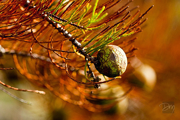 Cypress Cone