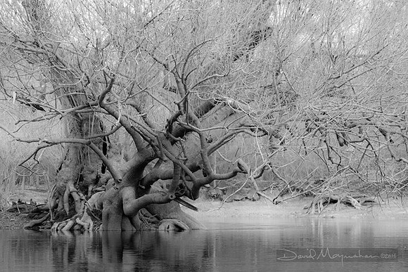 Tupelo_B&W