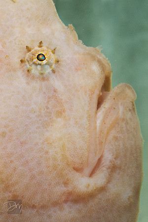 Ocellated Frogfish