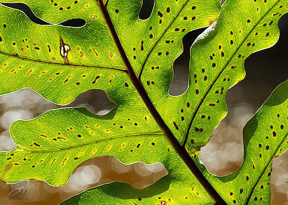Fern Sparkle
