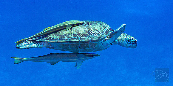 Green Turtle and Remoras