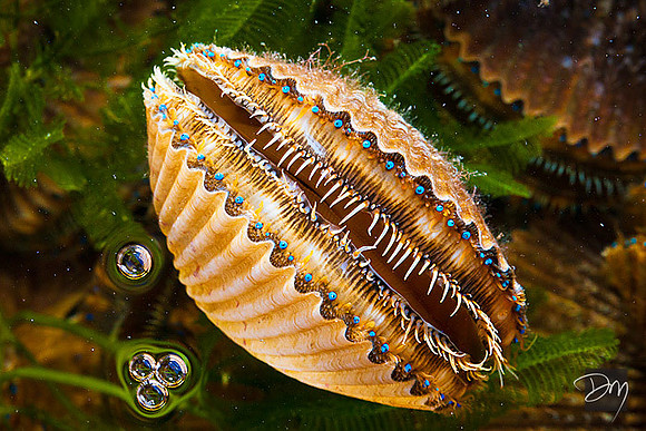 Bay Scallop and Bubbles