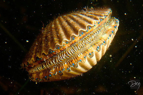 Bivalve from Outerspace