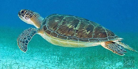 Green Turtle