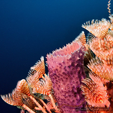 Tube Worm Bouquet