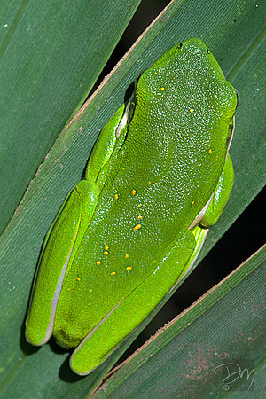 Green Treefrog on Palmetto
