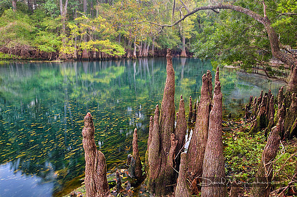Manatee Spring